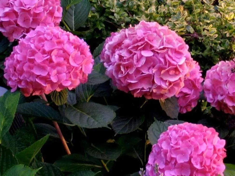 A Seaton Dream Hotel Toronto Canada